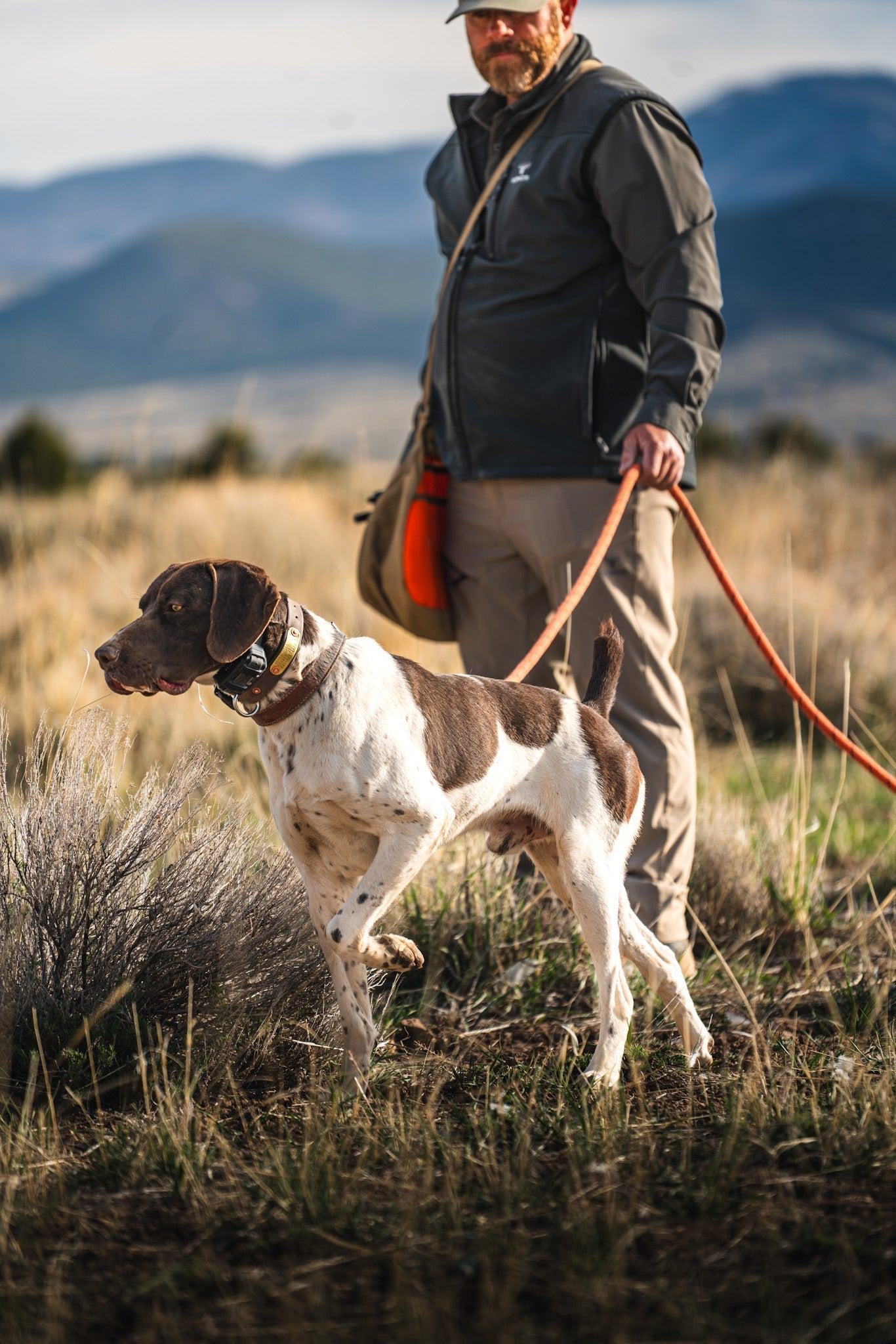 How We Helped Best Gun Dogs Grow to 16K+ Instagram Followers