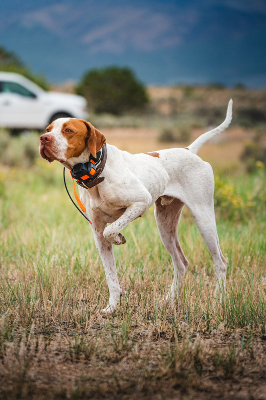 Content for Garmin's Full Hunting Dog Tech Lineup