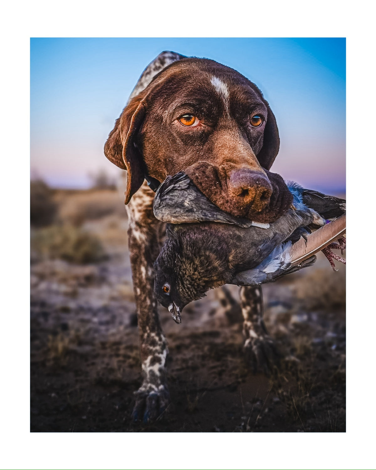 Best Gun Dogs social content