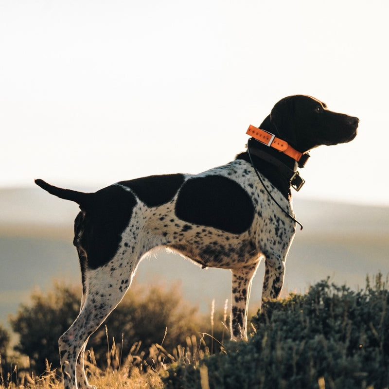 Poppy, a German Shorthaired Pointer