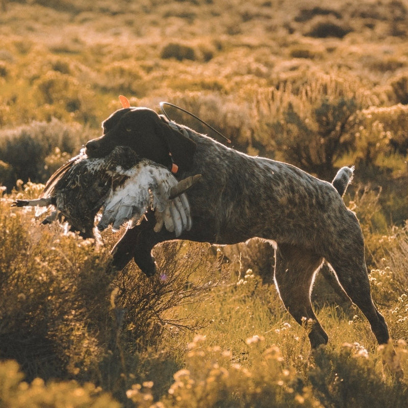 Sage, a liver roan German Shorthaired Pointer